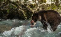 Terminou a Semana do Urso Gordo e há um novo vencedor
