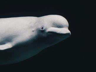 Fotografia: Mendar Bouchali/Unsplash