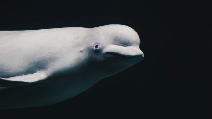 Fotografia: Mendar Bouchali/Unsplash
