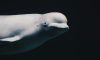 Canadá proíbe exportação de belugas para a ilha da Montanha